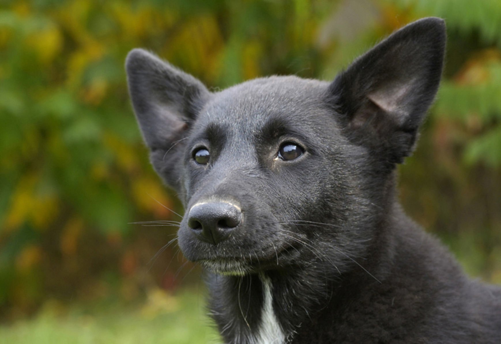 Canaan dog